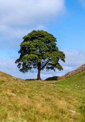 SYCAMORE GAP TREE.jpeg