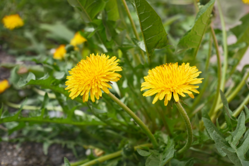 GE_A spring guide to foraging__Apr26_Blo