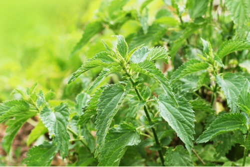 GE_A spring guide to foraging__Apr26_Blo